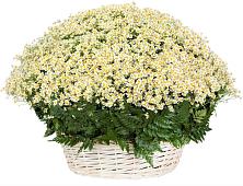 Цветочная композиция из Ромашки в корзине #REPLACE_PRED# Вельске